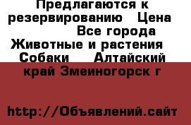 Предлагаются к резервированию › Цена ­ 16 000 - Все города Животные и растения » Собаки   . Алтайский край,Змеиногорск г.